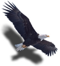 Scent'al eagle